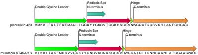 Heterologous Expression of the Class IIa Bacteriocins, Plantaricin 423 and Mundticin ST4SA, in Escherichia coli Using Green Fluorescent Protein as a Fusion Partner